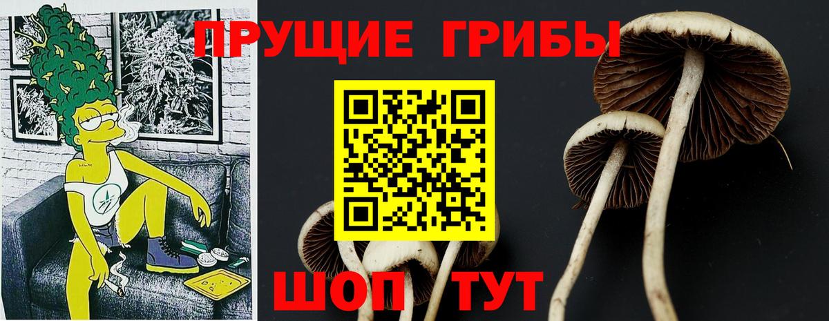 Псилоцибиновые грибы Psilocybe  Красноуфимск  Псилоцибиновые грибы Cubensis 